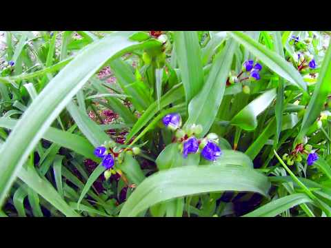 Video: Tradescantia (38 Fotografij): Skrb Za Sobno Cvetje Doma. Kako Izgledata Tradescantia Virginiana In Večbarvna Tradescantia? Opis Drugih Rastlinskih Vrst