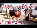 Multan Cow Mandi Qurbani 2026 Bachre Today Latest Video || Global Village Farming 