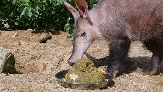 Happy birthday Tafari the aardvark!
