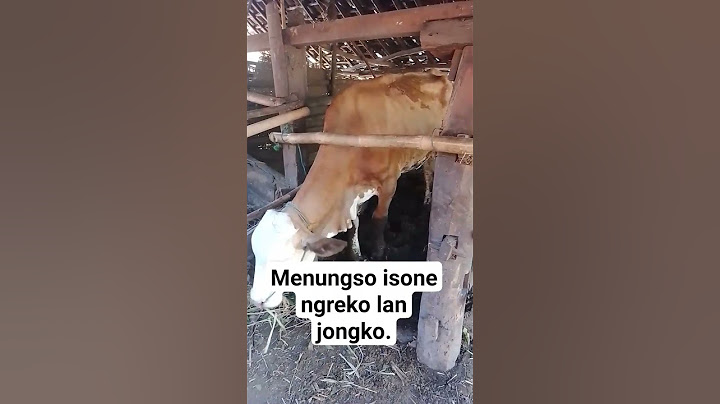 sapi Belgian blue