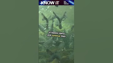 🌊 10 Incredible Facts About River Engineering 🏞️ | KNOW iT