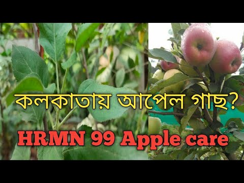 HRMN99 Apple plant care.  #Gardenhackssouravmondal.