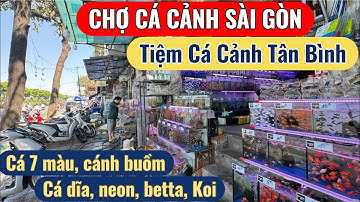 Chợ Cá Cảnh Sài Gòn - Tiệm cá cảnh đẹp bán đủ loại betta, 7 màu, neon, cá dĩa, la hán, cá koi
