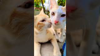 बलल वडय I Cute Cate Playing I बलल करत मऊ मऊ I Billi Video I Funy Cate Meme