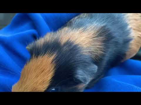 Cavia verblijf verschonen.. en alfy naar de dierenarts?? BEST PIGGIES #2 Cavia verblijf verschonen.. en alfy naar de dierenarts?? BEST PIGGIES #2
