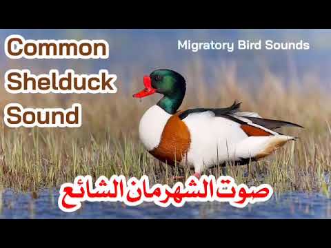 صوت الشهرمان الشائعShahrman Sha S Voice