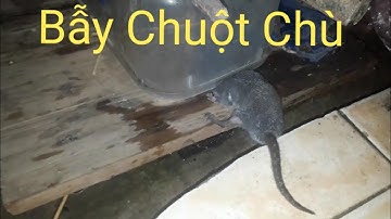 Cách bẫy chuột chù đơn giản nhất vịnh bắc bộ | Docautienduyen