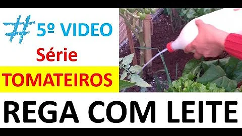 Como aplicar leite no tomateiro?