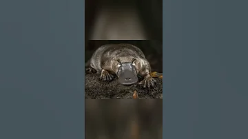 Невероятно милое и опасное существо! Утконос
