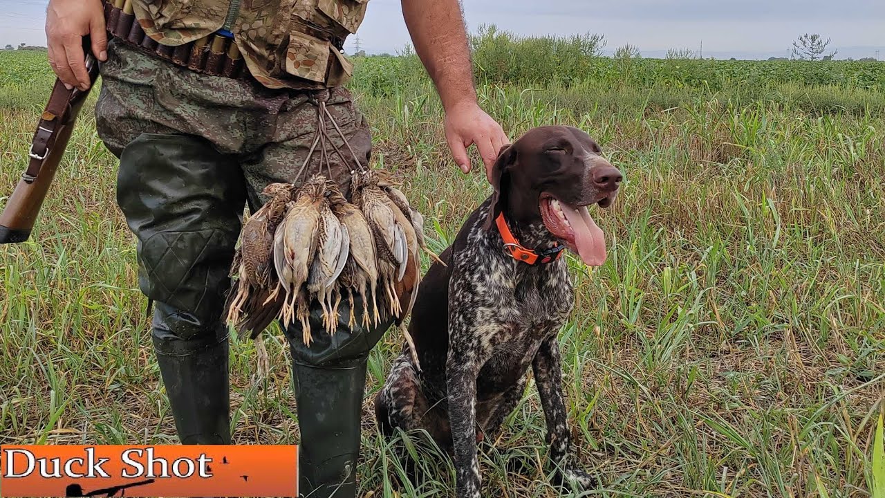 Охота на перепела с курцхааром 