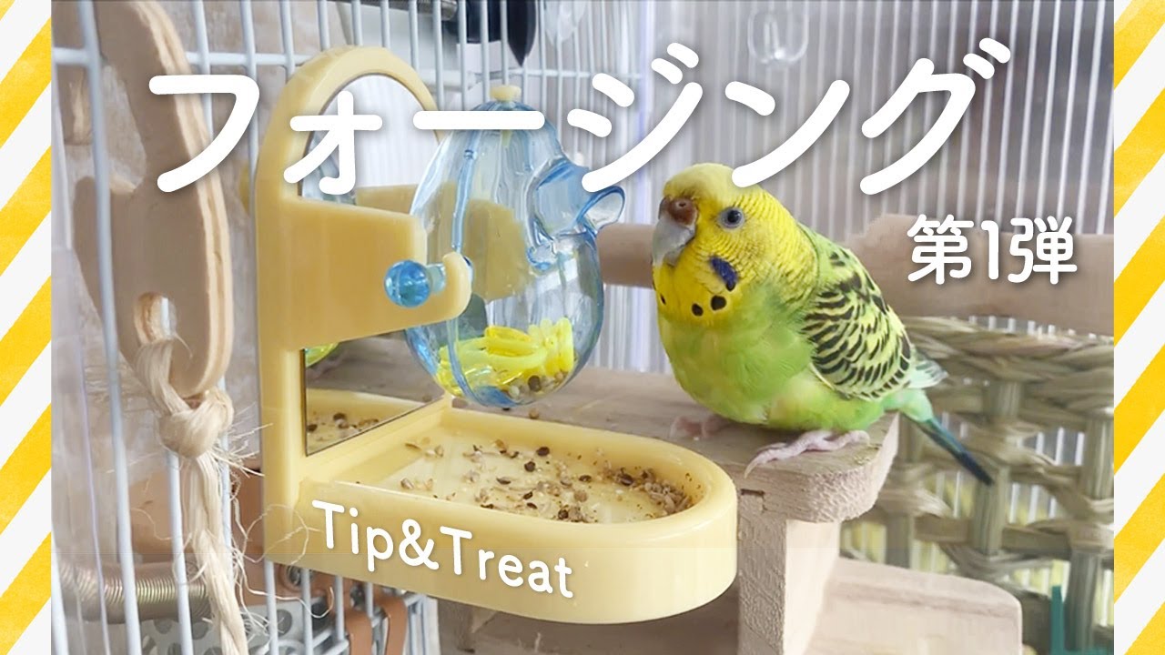 インコ　竹製　おやつ入れ　おもちゃ入れ　餌ケース