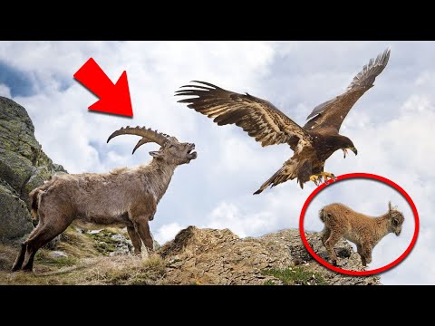 Video: Care este diferența dintre un vultur negru și un vultur de curcan?