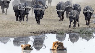 Angry Buffalo chases Lion who try to attack the baby, Wild Animals Attack