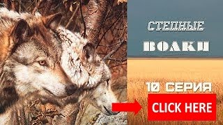 Степные Волки . 10 серия .Криминальная Драма-Нити-судьбы Степные Волки . 10 серия .Криминальная Драма-Нити-судьбы