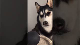 Maya Husky tries to activate ALEXA!