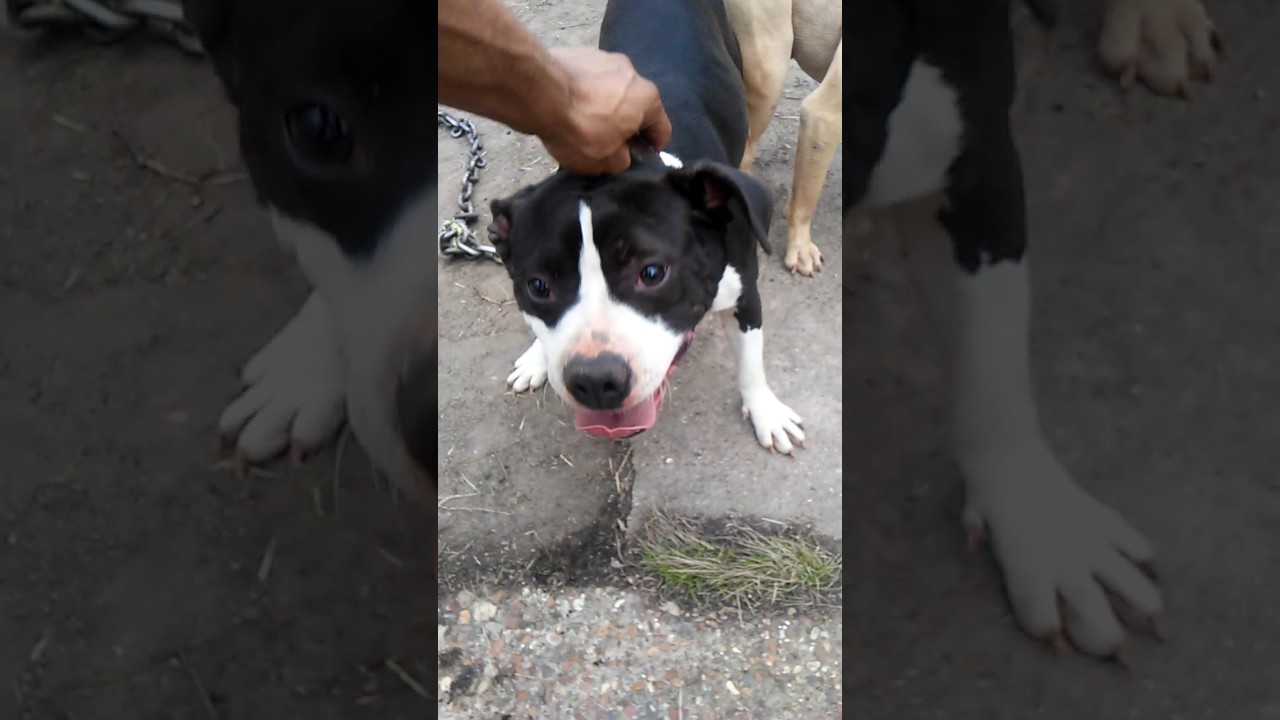 rascal pitbull kennels