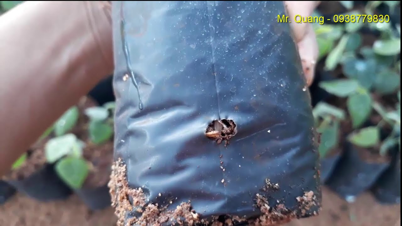 Lá sương sâm tươi bao nhiêu tiền