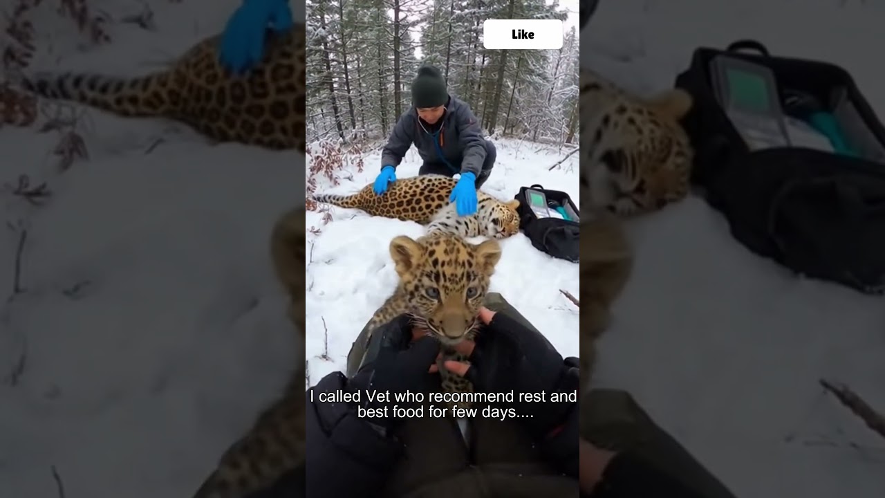 I Freed Mother Leopard From Ropes... Her Cub Found Me 