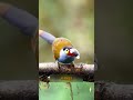 Тукан - интересные факты #интересно #животные #птицы #zoo #shorts
