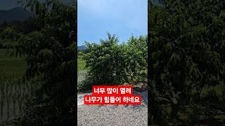 복숭아 #풍년 #꼬물락농장 #가지치기