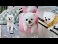 Tik Tok Chó Phốc Sóc Mini 😍 Funny and Cute Pomeranian 35