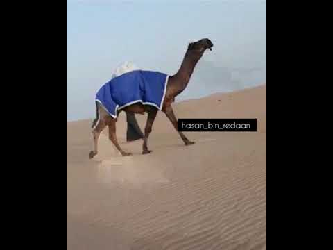 النادر ل جابر بن محمد بن جغران ال ذيبان اليامي ولد بعيره حرصان ولد حرصان بن شعف وأمه دمنانيه