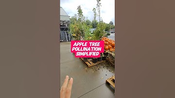 Apple tree pollination simplified #FruitTrees #Orchard #GrowYourOwnFood #AppleTree #Pollination ￼