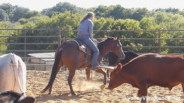Clementine Jam - working cows! - ValleyViewRanch.net