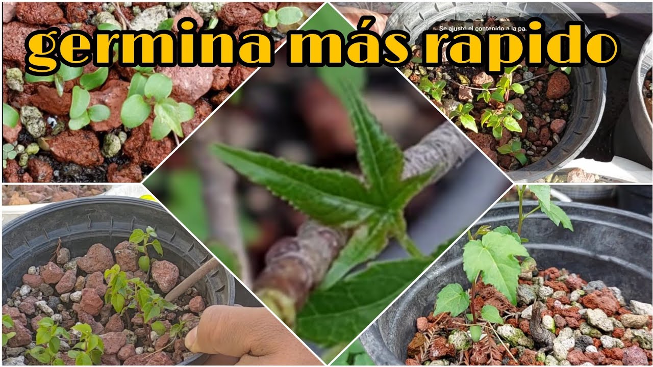 germinar liquidambar sin estratificacion