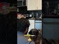 Dog Training: Mastering 'Drop It' for Your Pup! #shorts
