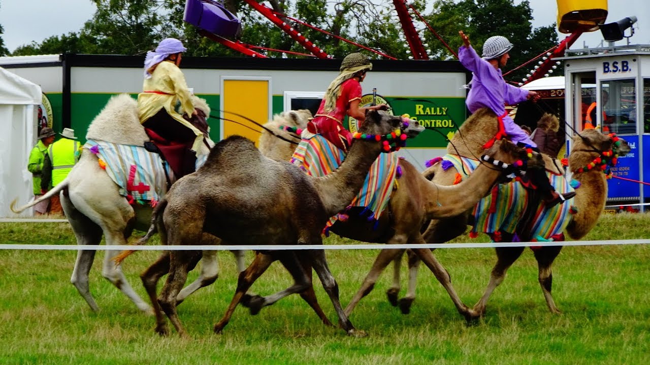 Camel Racing, Shrewsbury Steam Rally 2018 Something A Little Different ...