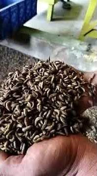 BELATUNG VIRAL #shorts #viralshorts #belatungtiktok #belatung