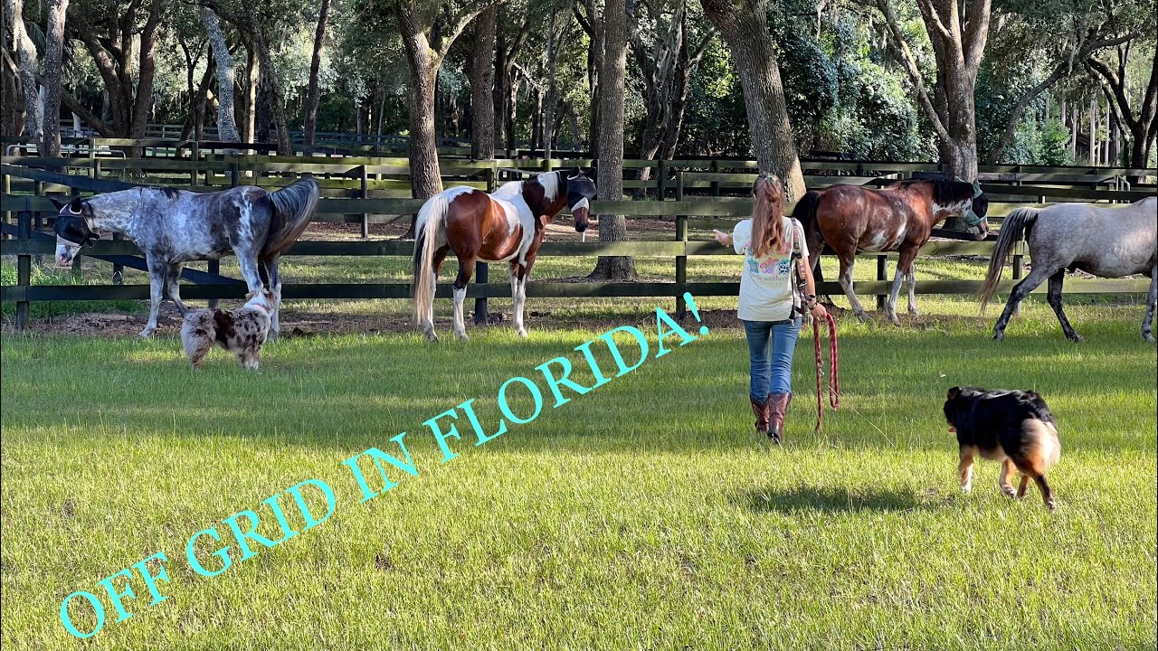 Off Grid Florida Off Grid in North Central Florida part 2 🍊🌺🐊🌴 - YouTube