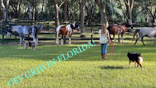 Off Grid in North Central Florida part 2 🍊🌺🐊🌴
