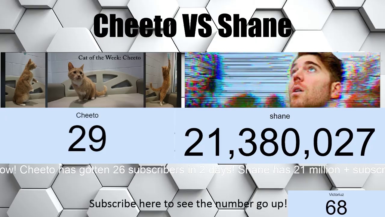 SHANE DAWSON'S CAT VS SHANE DAWSON LIVE SUB COUNT: WHO WILL HAVE THE ...