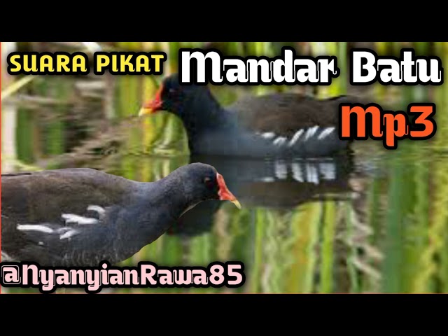 💯%JOSSS‼️Suara burung mandar batu memanggil kawannya class=