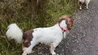 Whinlatter