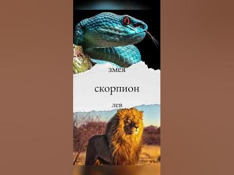 Тотемное животное по знаку зодиака #гороскоп #знакизодиака #интересно # ...