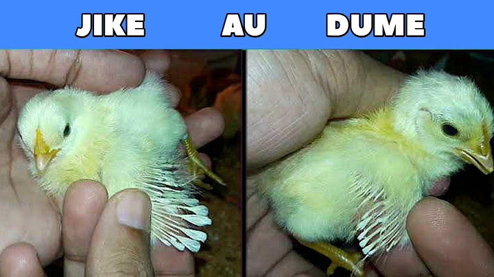 JINSI YA KUJUA KIFARANGA NI JIKE AU DUME ( JOGOO AU TETEA)