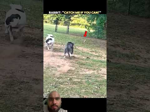 दुनिया का सबसे चतुर जानवर कौनसा होता है #shortvideo #animals #funniestvideo #visualreel
