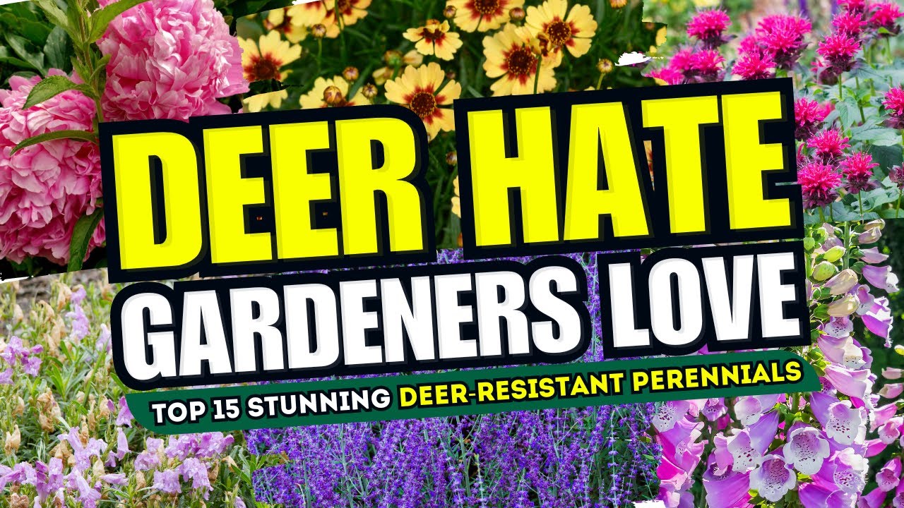 Perennial Shrubs Like The Deer 22 Deer Resistant Plants & Flowers