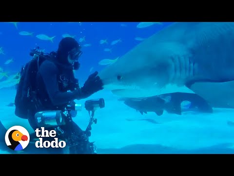 Wild Shark Recognizes Human Best Friend After They Were Separated For A Year  | 
