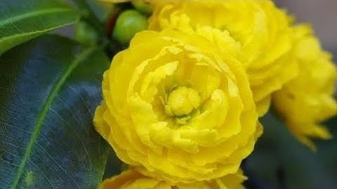 Cúc víp,cúc thọ hương,cúc hoàng đế, cúc 2 tầng,liễu mai.80k/cây. 3 cây bao ship. 0379640642...29/11