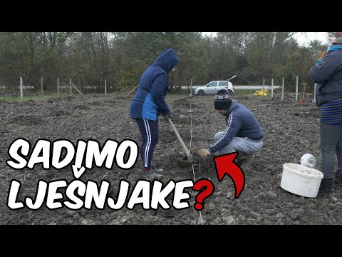 Video: Lešnjaci: sadnja i njega. Sadnja lješnjaka u jesen