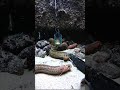 アミエビに喰いつくギンポ