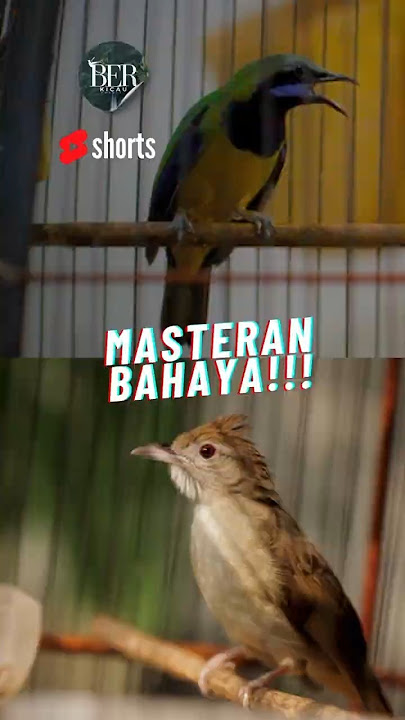 CUNGKOK vs KATEM 🔴 KOMBINASI MASTERAN WAJIB ROLL TEMBAK DIJAMIN CEPAT MASUK ❗️❗️#masteranjernih
