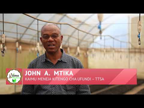 Video: Kukua Mti Wa Rasipberry (picha 22): Kupanda Katika Msimu Wa Matunzo, Utunzaji Na Uzazi. Kupogoa Raspberries Za Miti Kwa Msimu Wa Baridi Nje