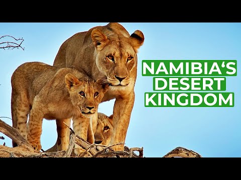 Namibia - Animal Kingdom in the Desert | Free Documentary Nature