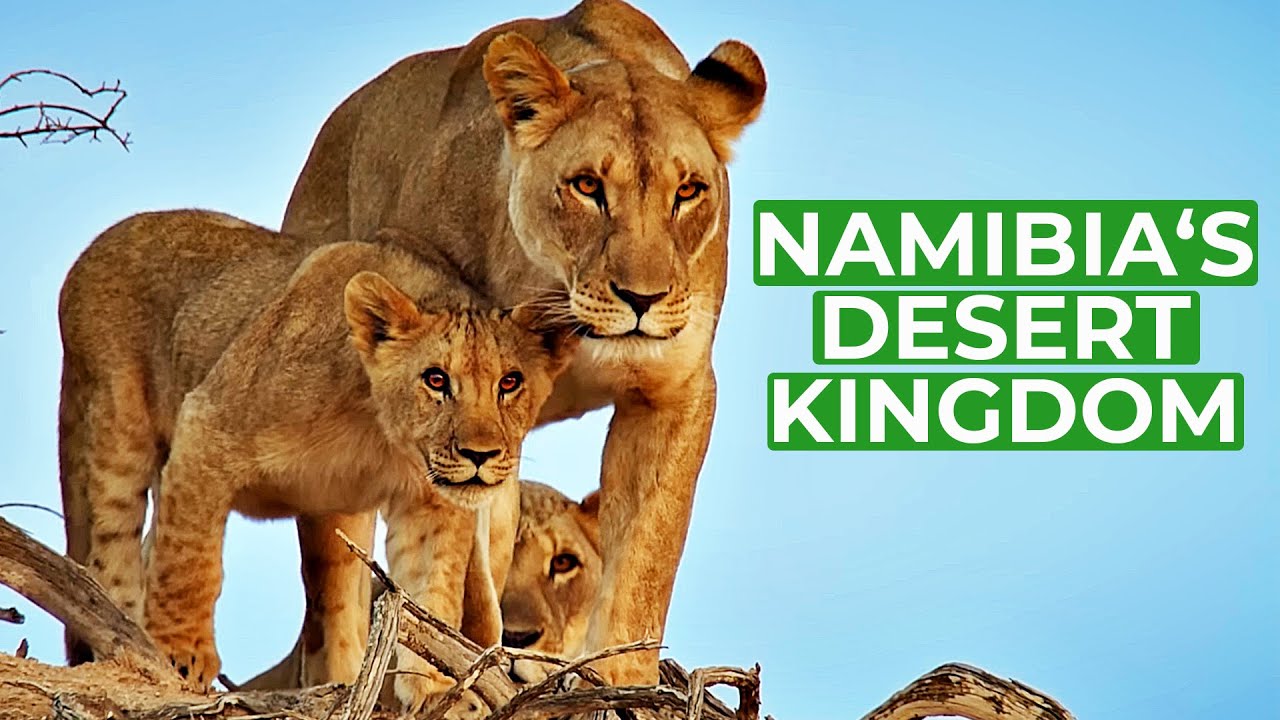Namibia - Animal Kingdom in the Desert (2023)