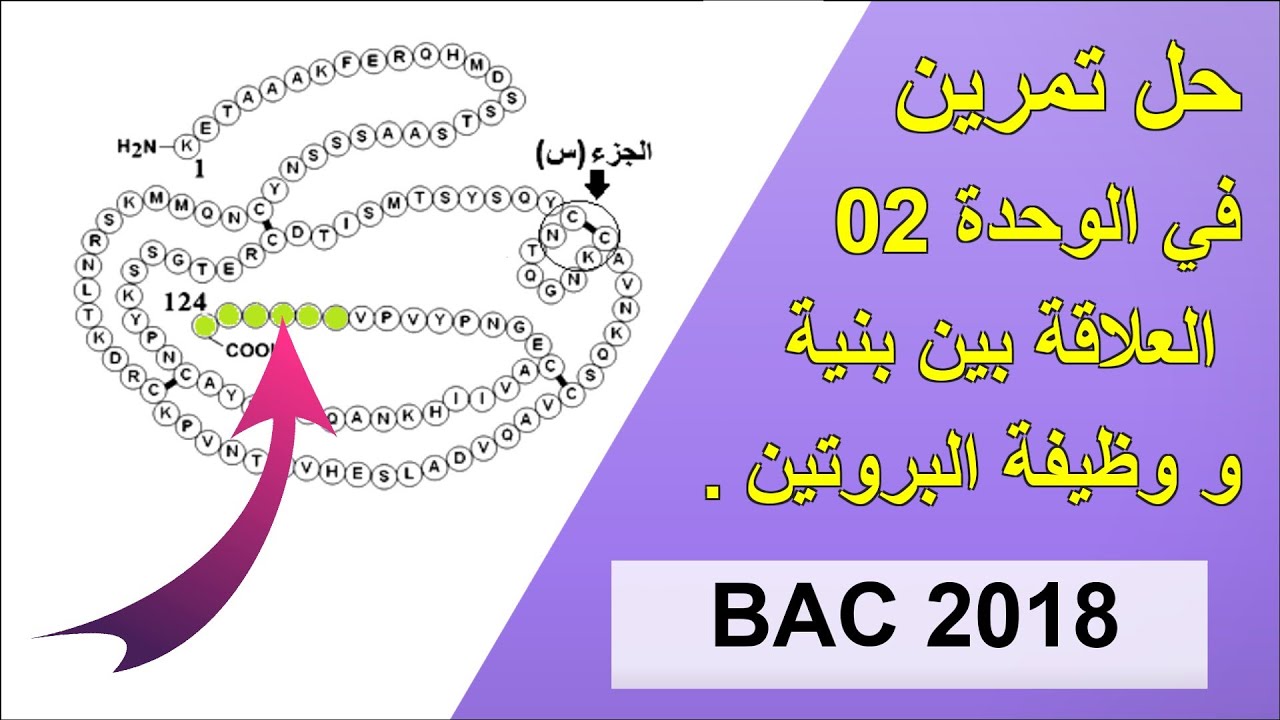 • تمرين 5 [ الوحدة 2 : العلاقة بين بنية و وظيفة البروتين ] .
